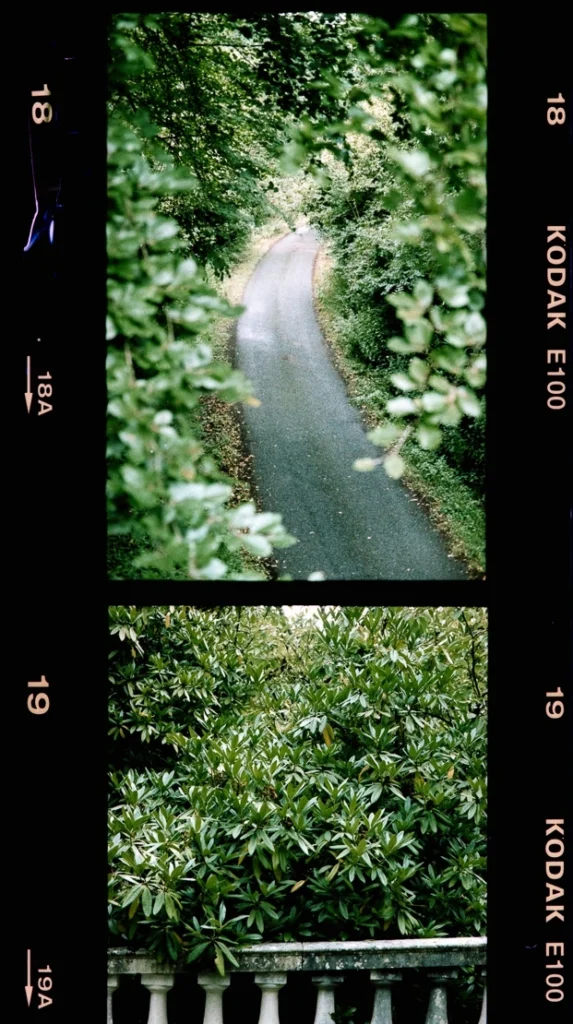 Kodak E100 film of a roadway through the forest