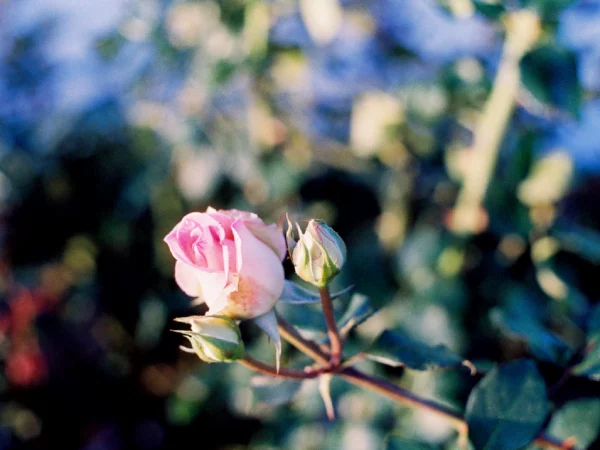 Rose close-up