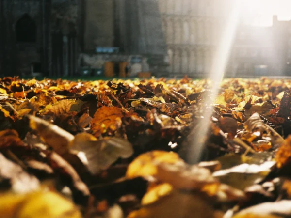 Autumn golden leaves