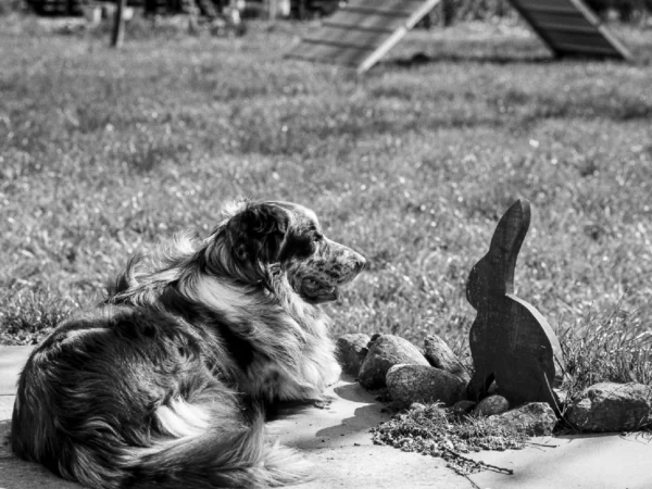 A dog resting next to a wooden rabbit sculpture