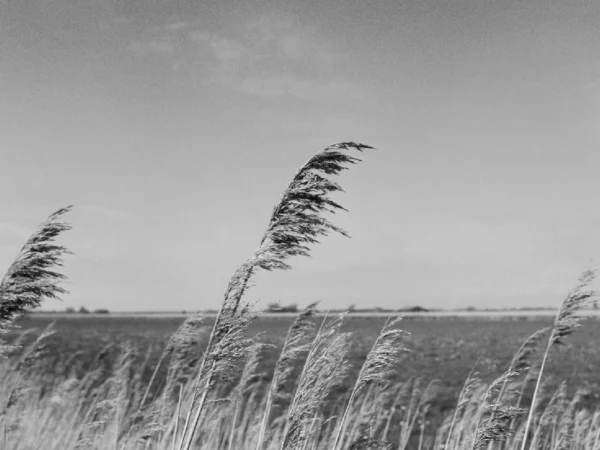 Countryside landscape on a windy day