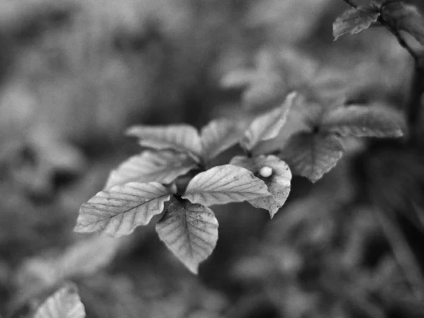 Leaf close-up